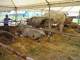 FieraBestiane (30)